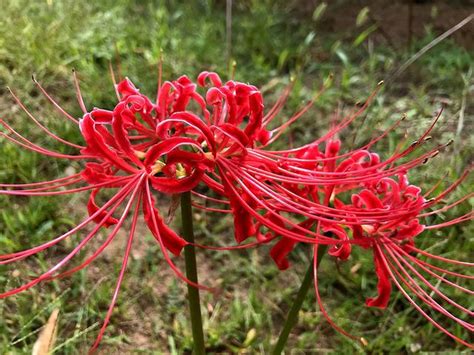 曼陀羅華 曼珠沙華|曼陀羅花、曼陀羅華及曼珠沙華的區別